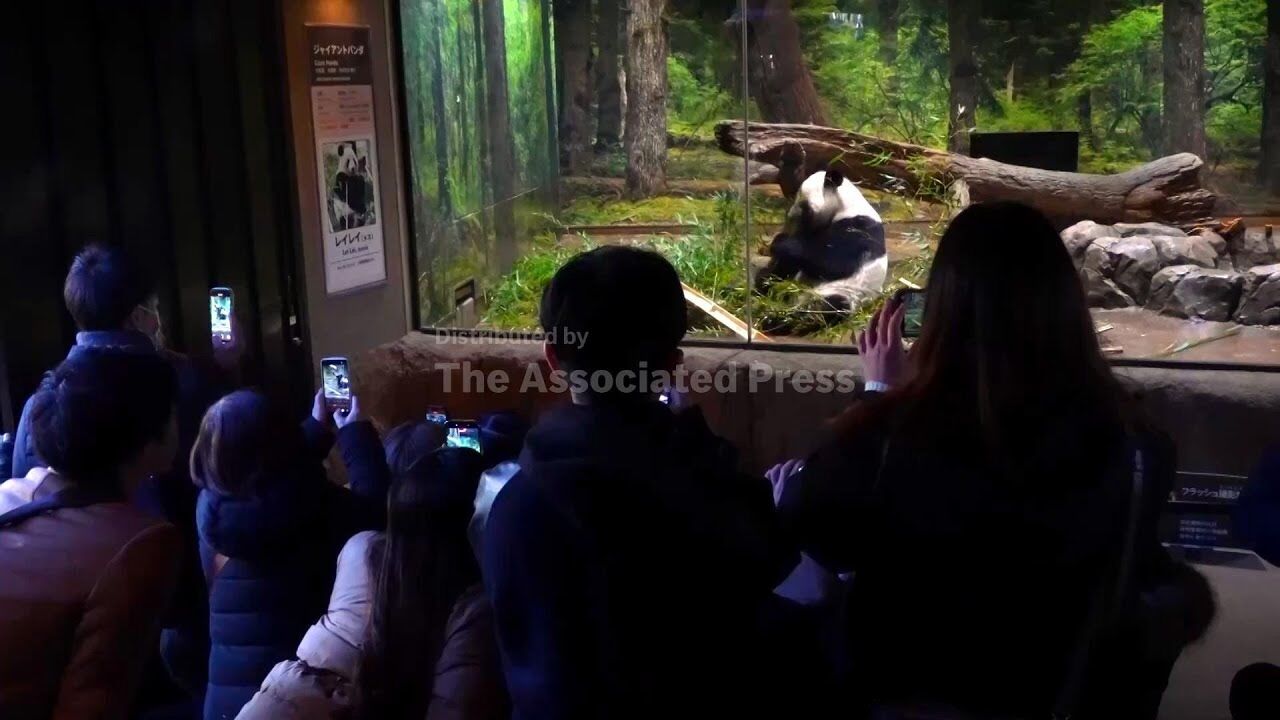 パンダ様 Thousands bid farewell to Tokyo zoo pandas before return to China