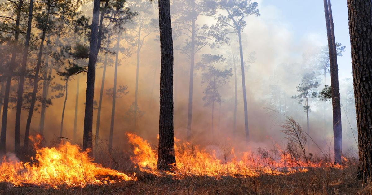 Funding opportunities for prescribed burning available to Texas landowners Funding opportunities for prescribed burning available to Texas landowners