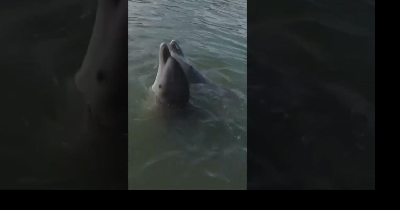 Rehabilitated dolphin arrives at Florida Keys facility #shorts | Ap Video | lufkindailynews.com->回答 1 件