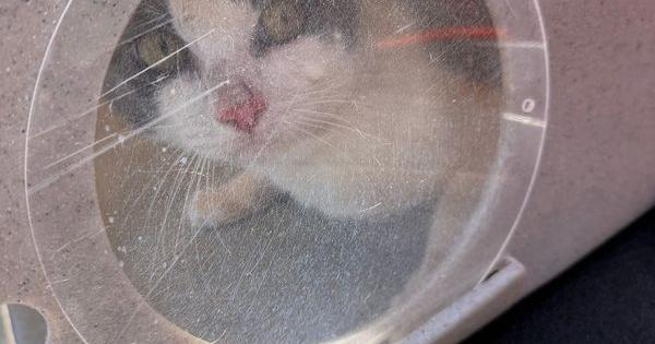 A cat looks out from a carrier while being moved off an abandoned vessel in Tacoma on Aug. 6, 2026.