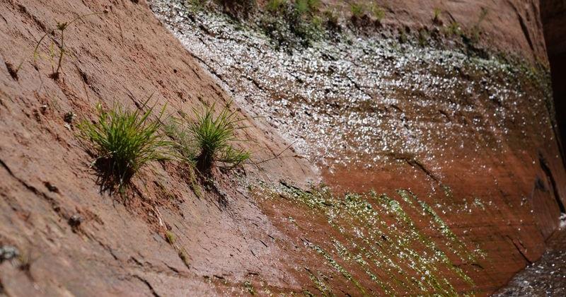 Plant grow in a crevice of rocks once submerged more than 100 feet below the surface of Lake Powell when it was full. At 22% full, the lake has receded in many areas, revealing canyons hidden beneath the water for decades.