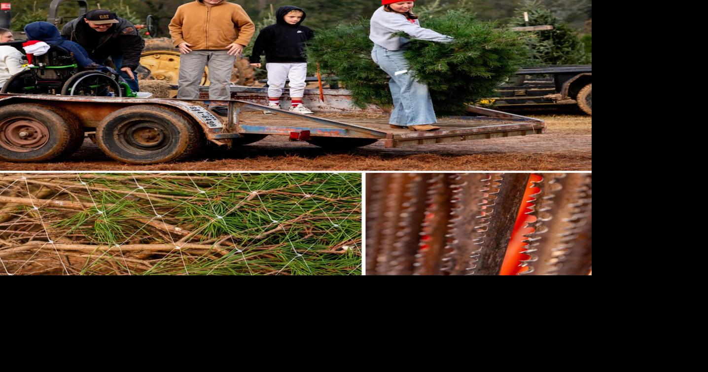 Tree-tych-scaled.jpg