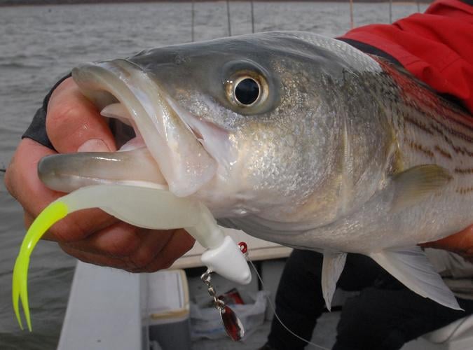 Tops for Texas stripers: Hard-hitting sport fish a line-stripping