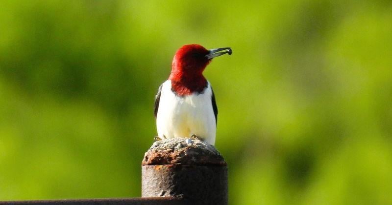A red-headed woodpecker holds a snack in its beak in the Iowa Park area. Birds are often killed on the nation's highways.