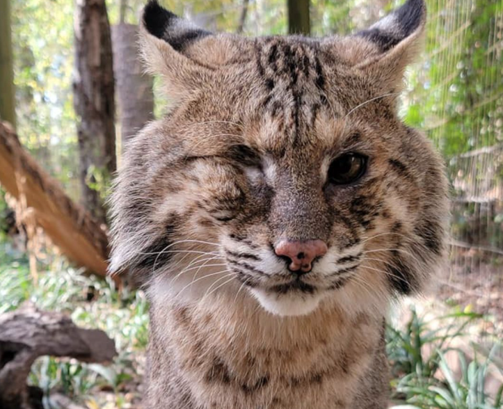 High sierra bobcat 65 hotsell