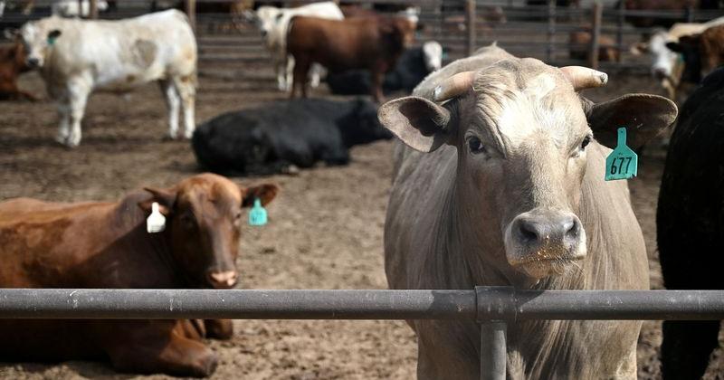 U.S. beef industry shrinks as cattle shortage squeezes supply chain
