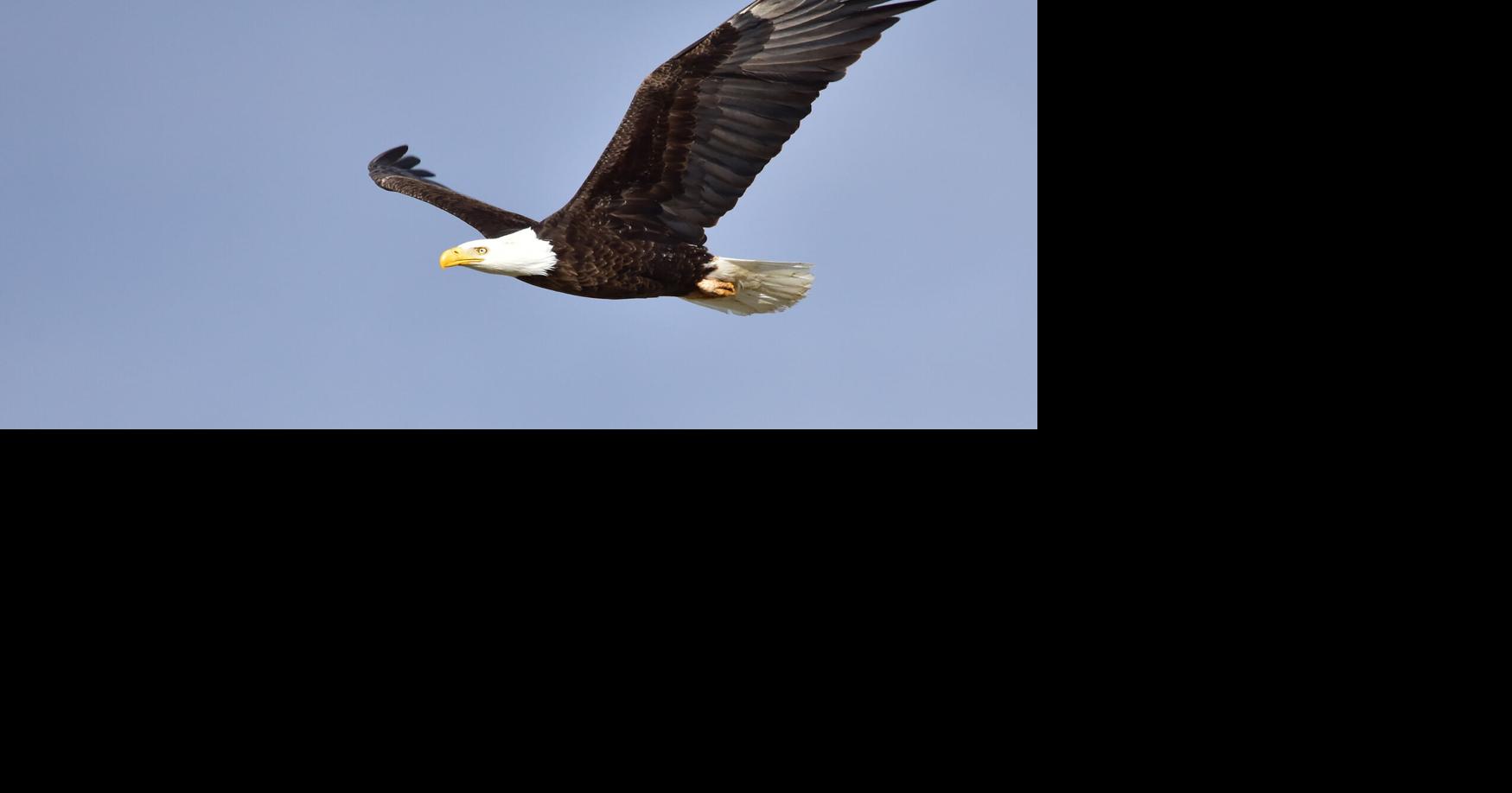 Recent bald eagle killing isn't first in Texas | Outdoors ...