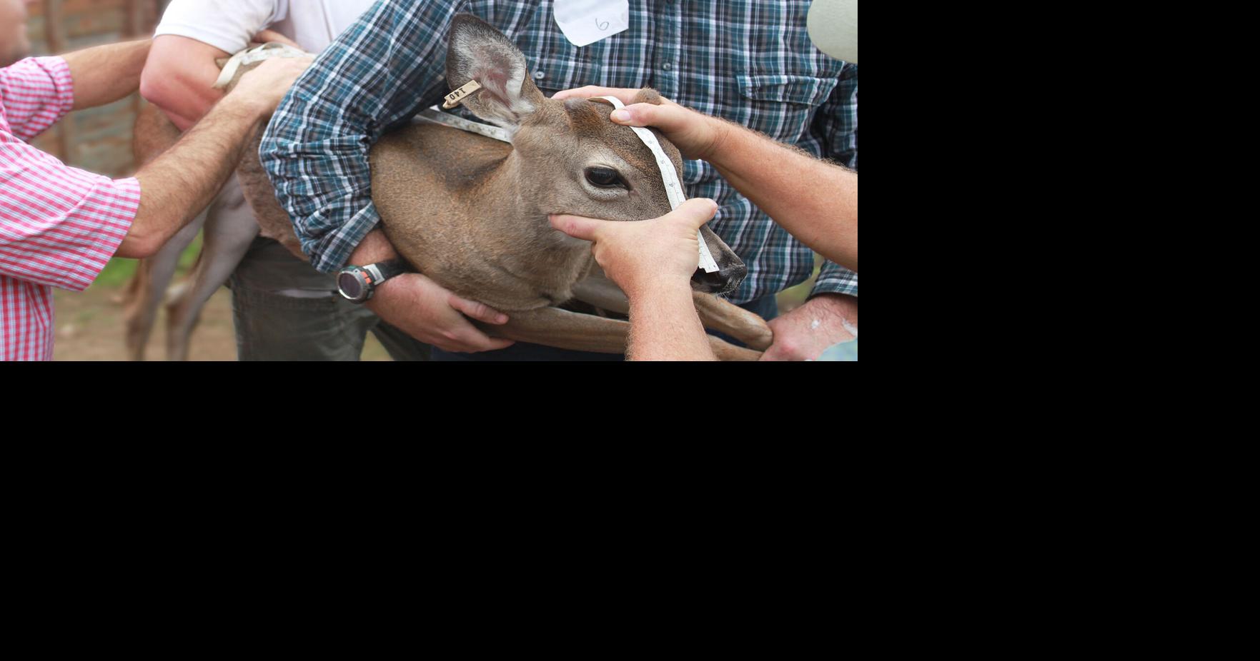 Wildlife officials respond to CWD detection questions | Outdoors ...