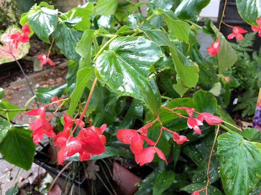 Angelina Master Gardeners Preparing Plants For Winter Community News Lufkindailynews Com