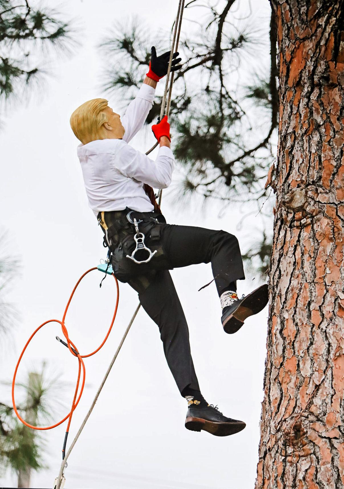 Trump Tree Climber