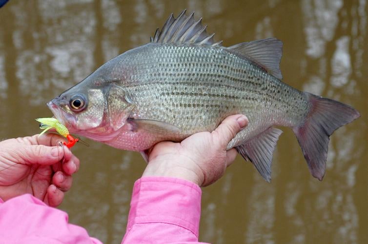 On the move: White bass spawning run not hitting on all cylinders yet, but  it won't be long, Outdoors