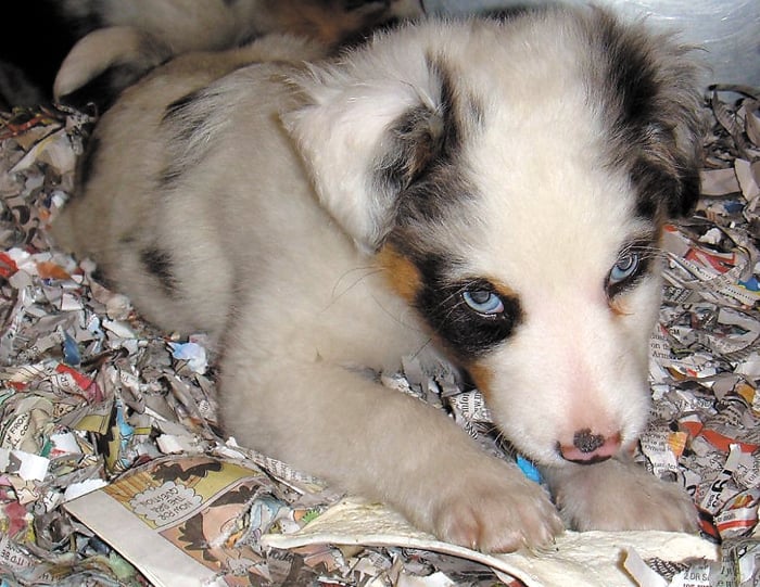 Lufkin Animal Shelters Seek New Ways To Get Word Out About Adoptions Local State Lufkindailynews Com