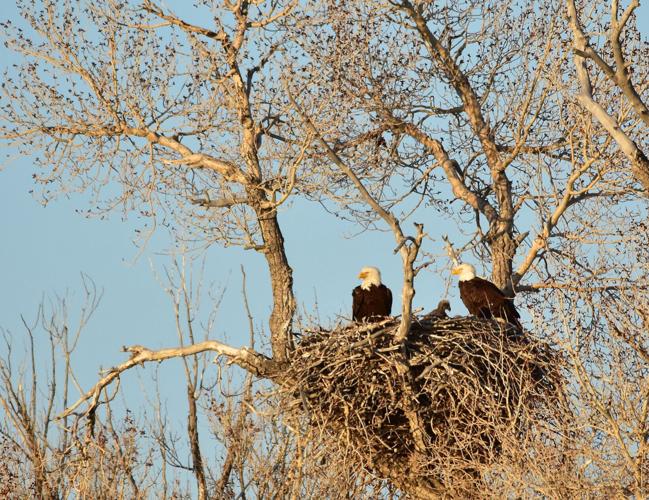Eagles in nest
