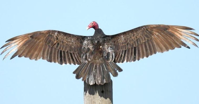 A turkey vulture shows off its wingspan. Birds such as hawks, vultures, doves, grackles, hummingbirds, woodpeckers, orioles and others are among animals that killed by motorists on highways and byways.