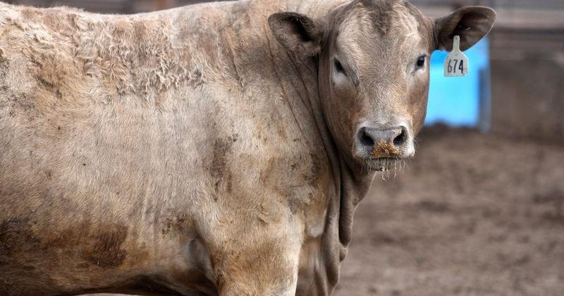 FILE PHOTO: U.S. beef industry shrinks as cattle shortage squeezes supply chain