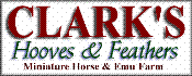 Clark's Hooves & Feathers Miniature Horse & Emu Farm