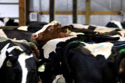 Photo: Rosendale Dairy barns hold 4,000 cows (copy)