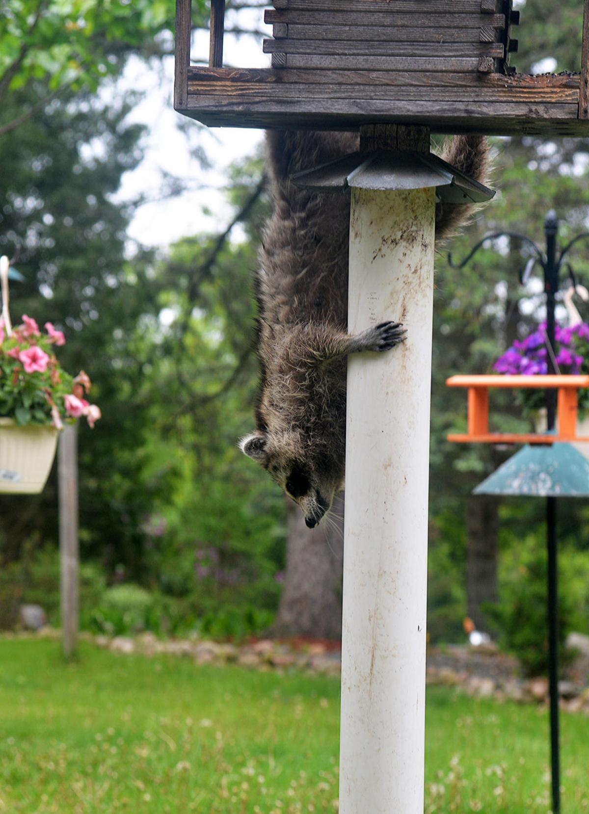 Patrick Durkin Raccoon Takes To Elevated Birdfeeder Outdoors