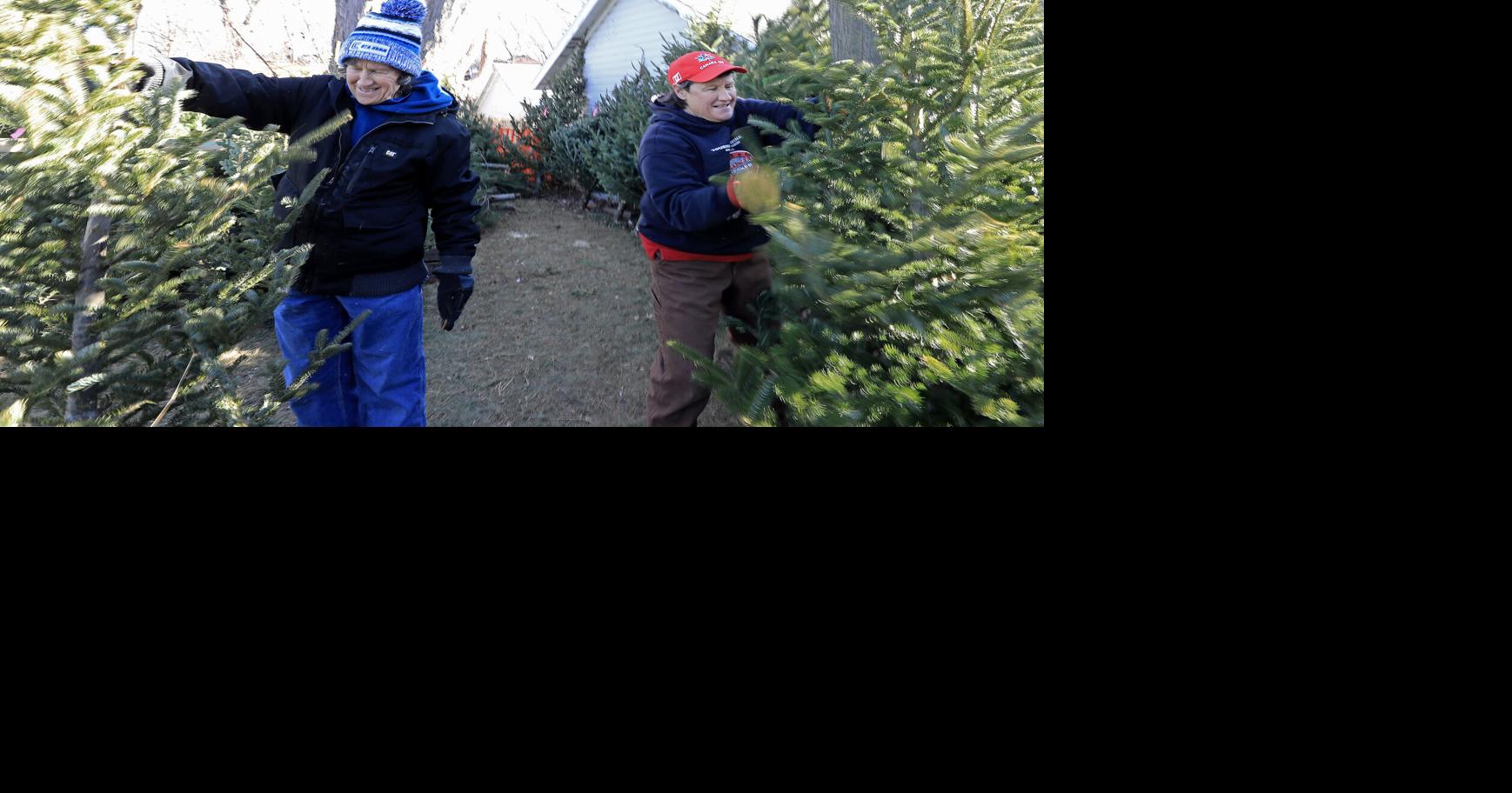 Photos Selling real Christmas trees