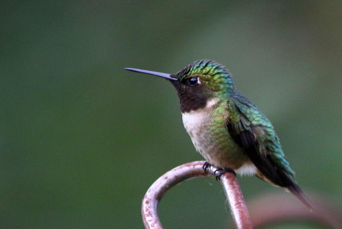 jerry davis ruby throated