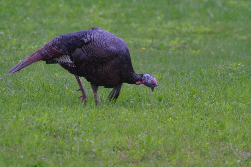 Jerry Davis A little slang to go along with talking turkey