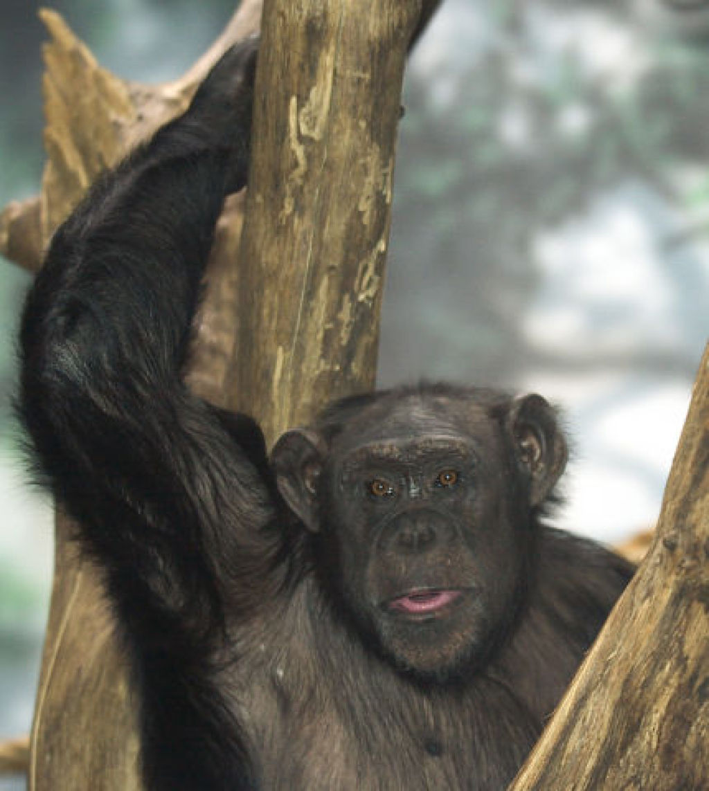 are bonobos happy in zoo s or sad
