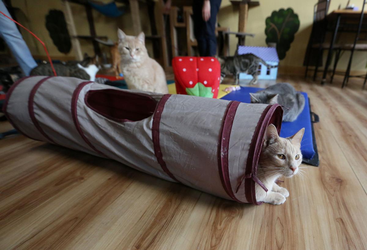 CAT CAFE MAD