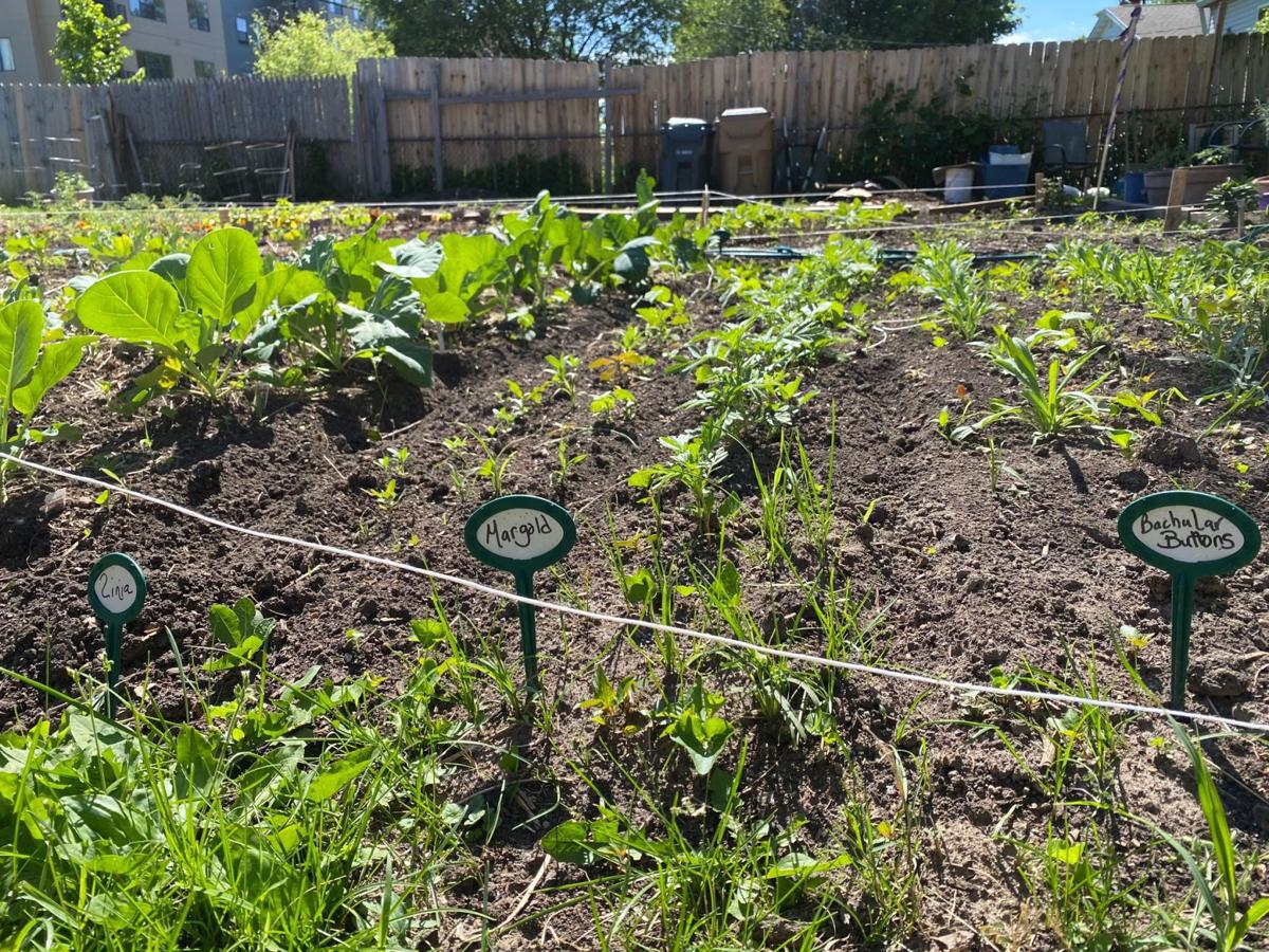 Mamie S Backyard Garden Grows Veggies For Neighbors Local News Madison Com
