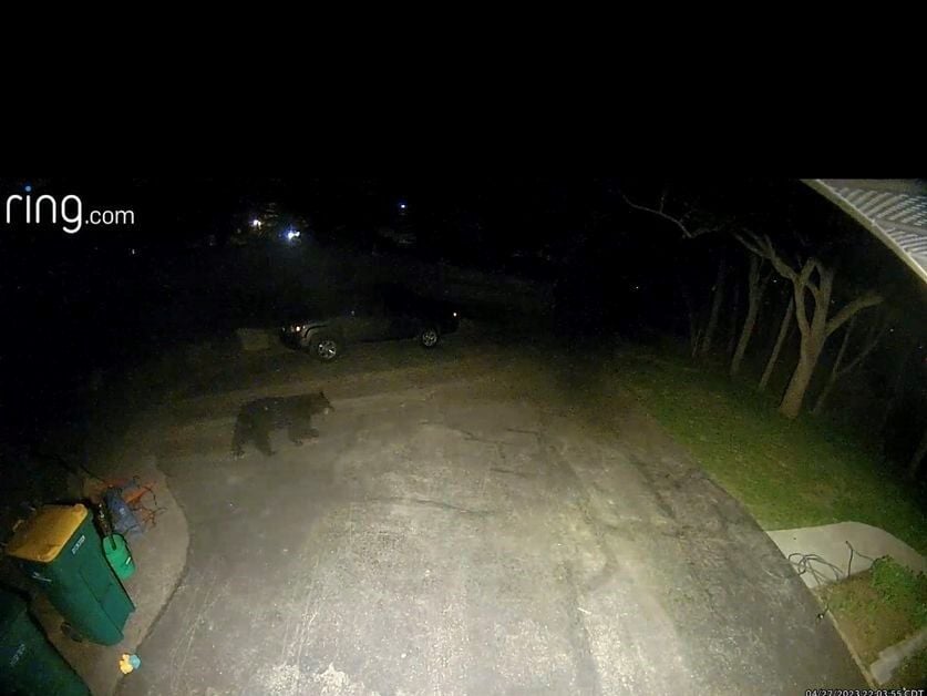 Wandering black bear pays visit to Mount Horeb