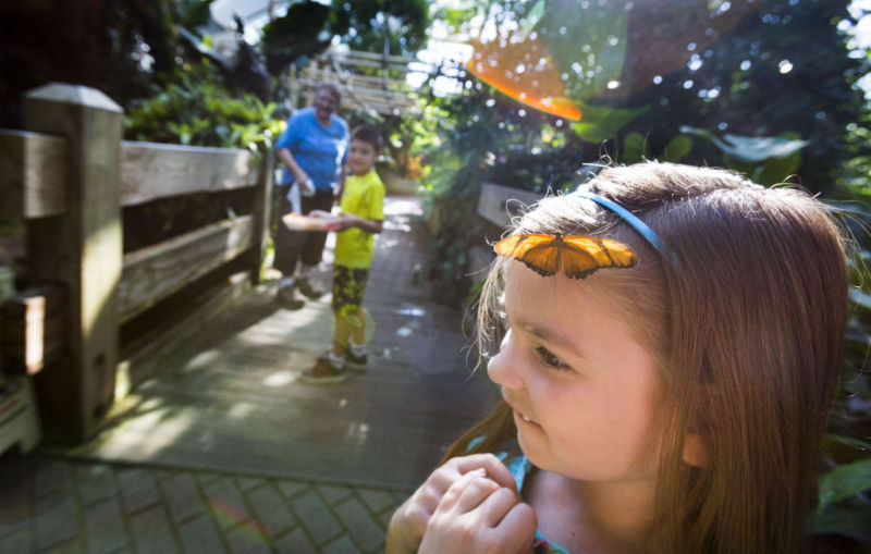 School Spotlight Early morning butterflies exhibit draws children, adults