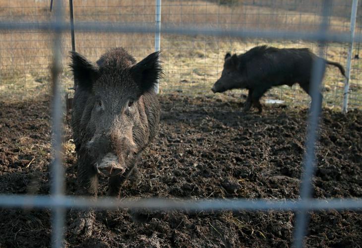 War on feral hogs far from over 