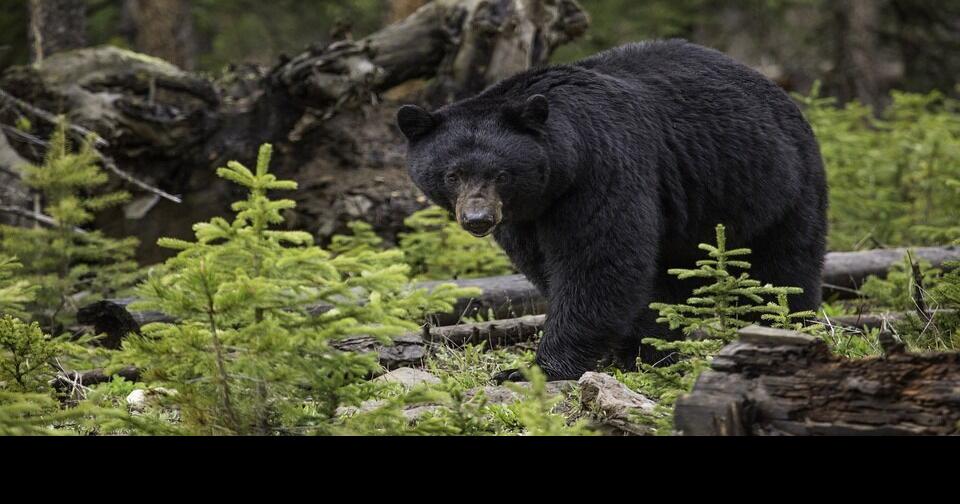Wisconsin bear hunt takes 47 more animals than last year