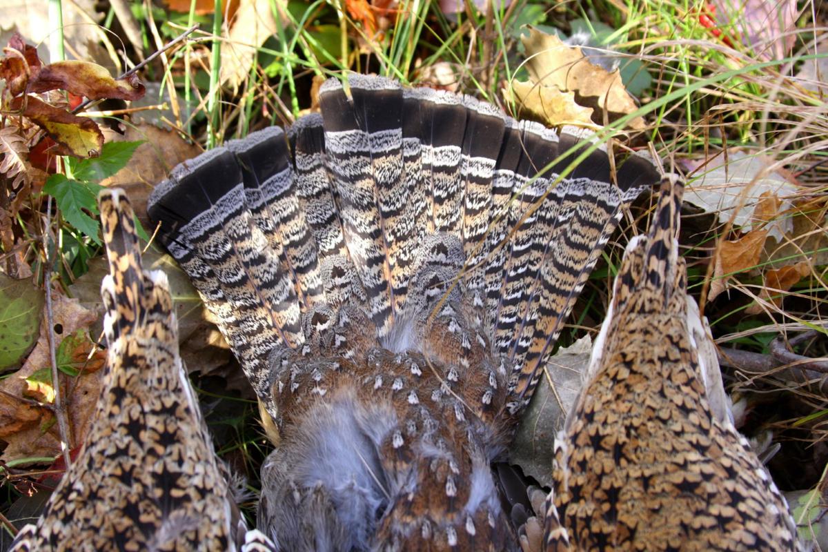 Jerry Davis Sharptailed grouse season poised for return to Wisconsin