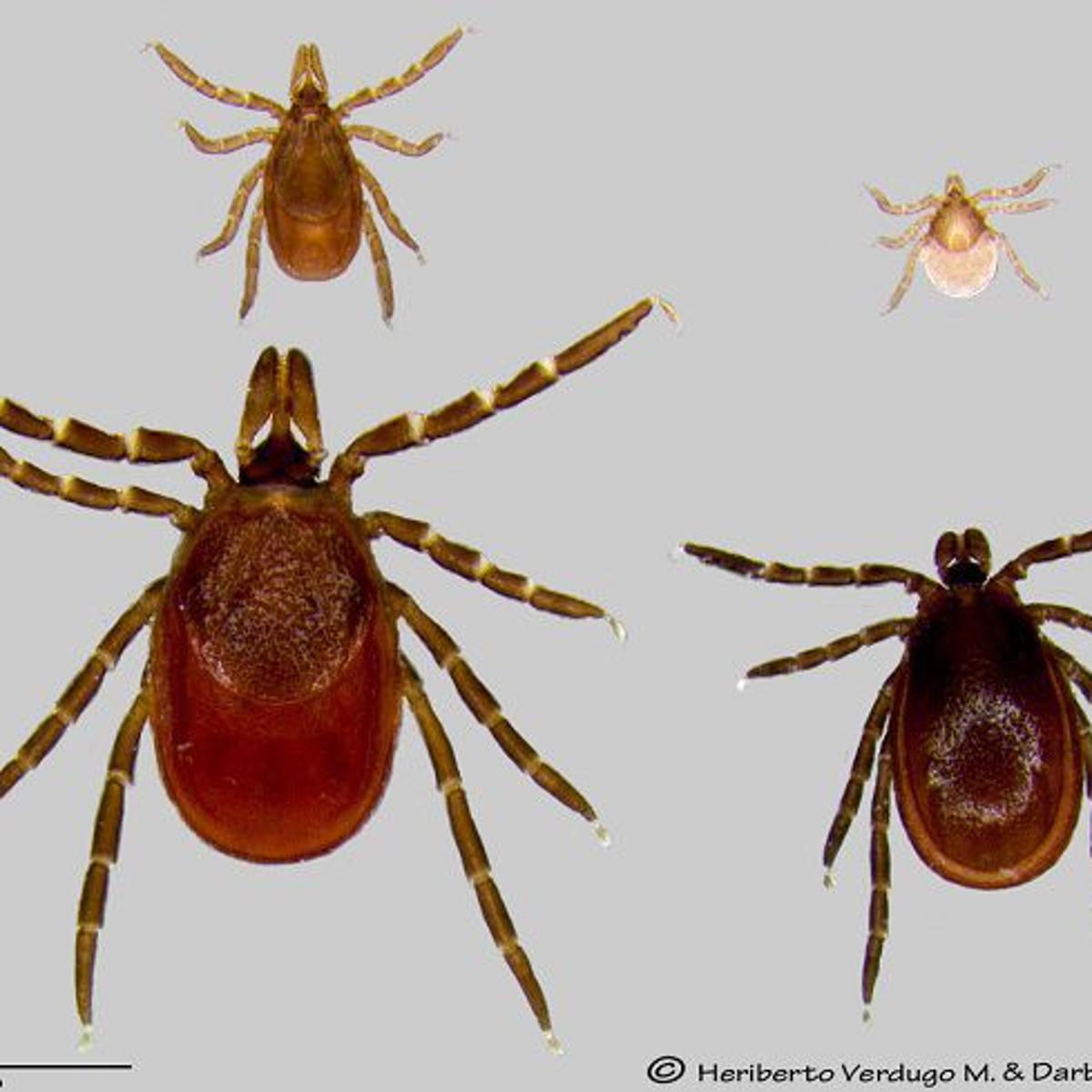 Just Ask Us Can Ticks In Wisconsin Infect People With Lyme Disease Just Ask Us Madison Com