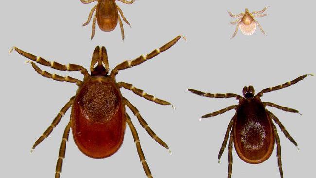 Just Ask Us: Can ticks in Wisconsin infect people with Lyme disease? - Madison.com thumbnail
