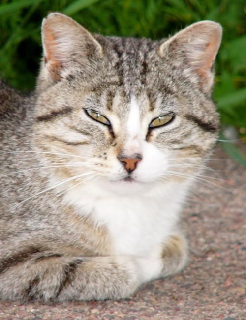 Pets And Pests In Infancy Can Lower Asthma Risk Uw Madison Study