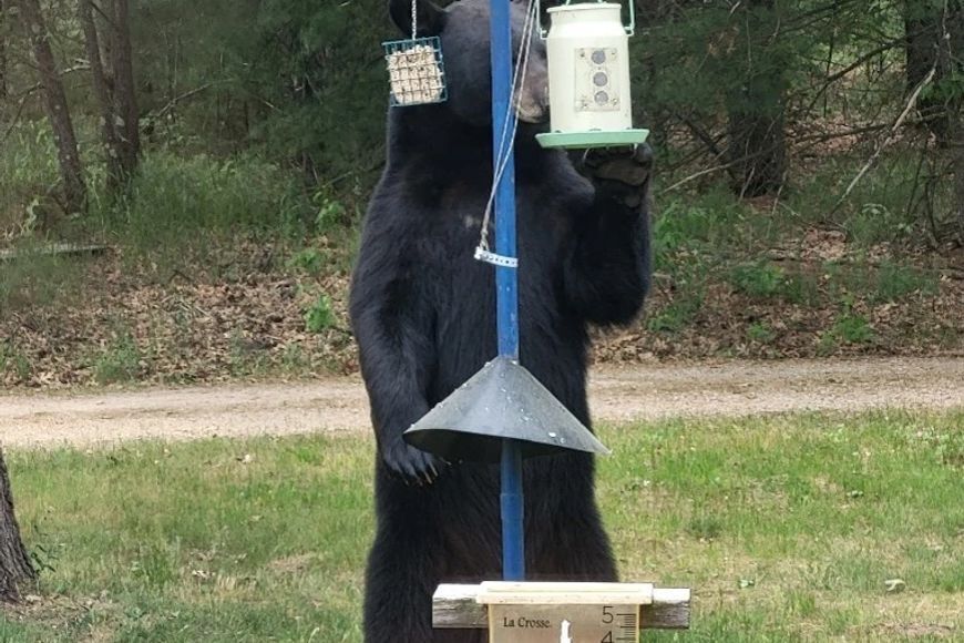 Be Bear Aware: Take Steps Now To Avoid Potential Conflicts With Black Bears This Spring