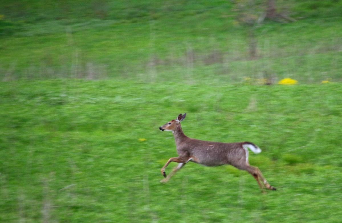 Oh Deer June Is A Prime Time For Crashes With White Tails In Wisconsin Traffic Live Madison Com
