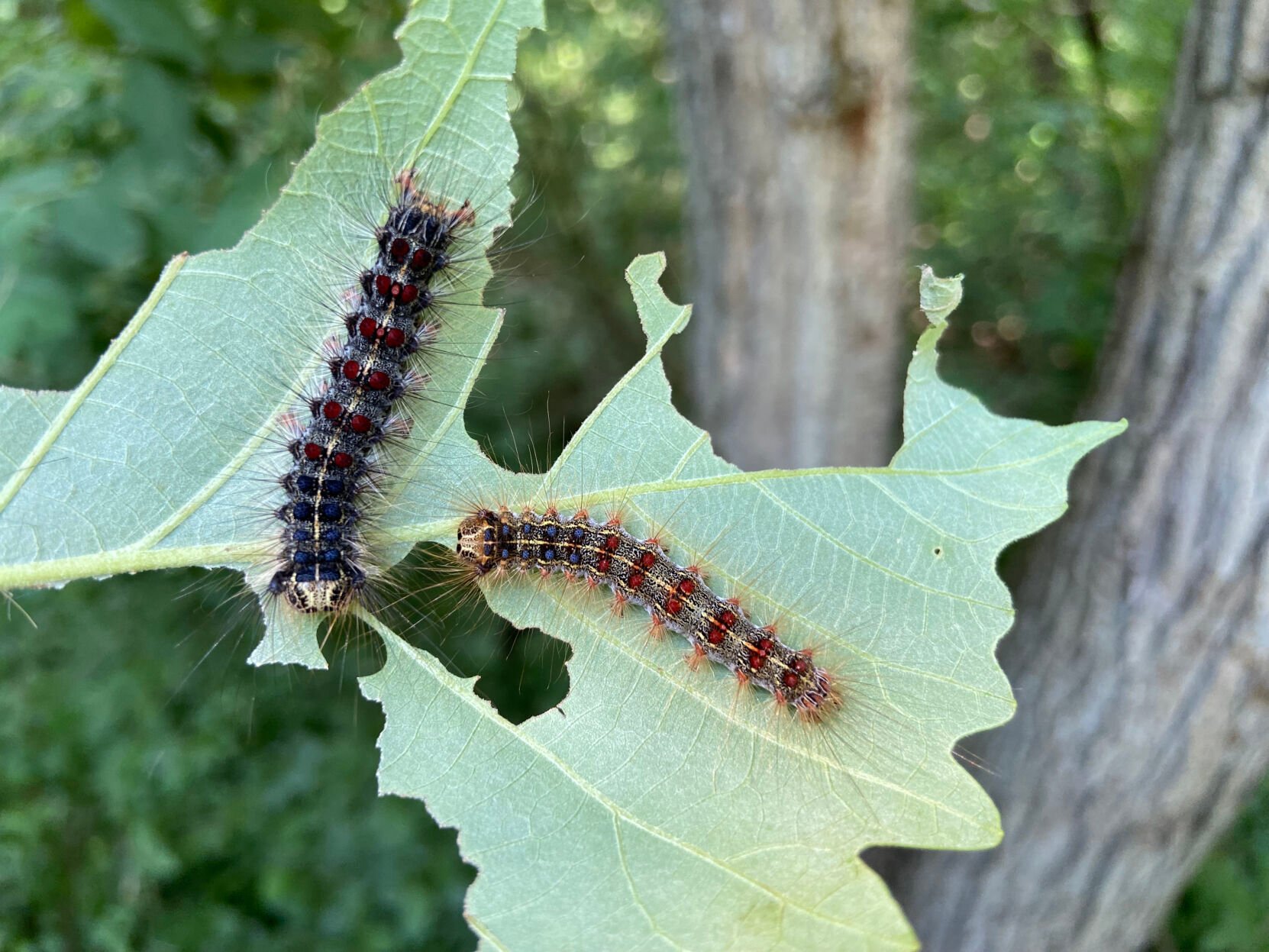 Spongy moth population exploding in Wisconsin