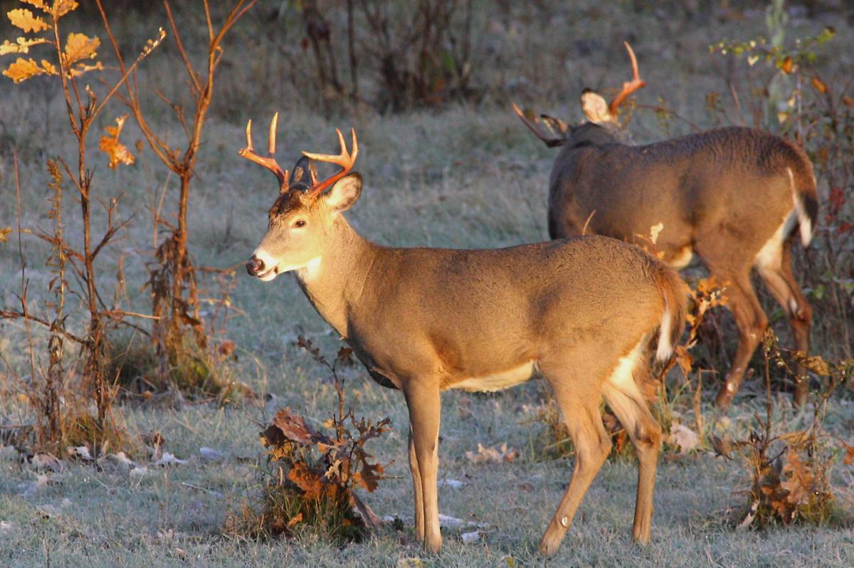 Bucks for A1 cp