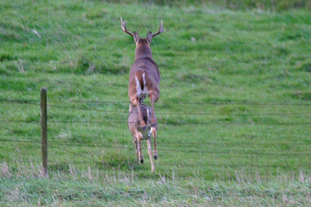 how fast do deer run
