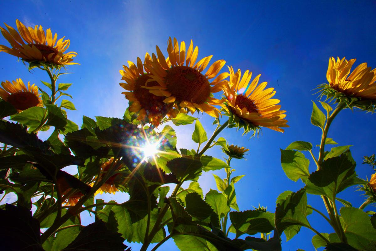 Sunflowers At Pope Farm Expected To Be In Bloom Entertainment Madison Com
