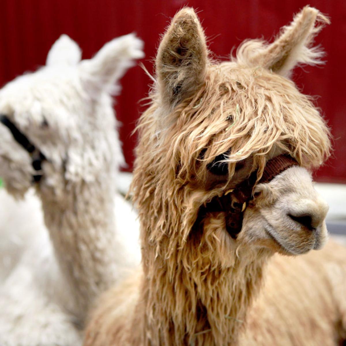 Photos Great Midwest Alpaca Festival Local News Madison Com Great Midwest Alpaca Festival 2022