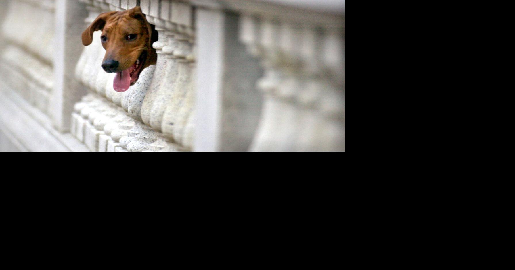 5 dogs teach us how to be leaders | Aditya Simha