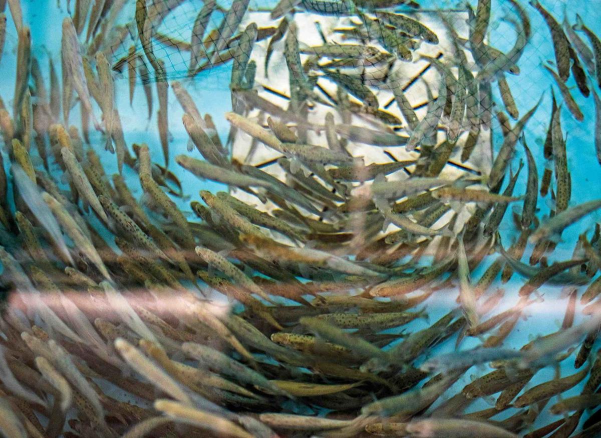 fish farm