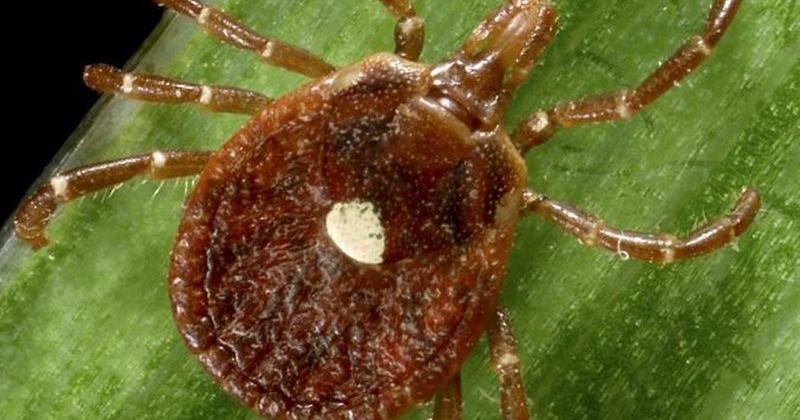 More lone star ticks, which cause red meat allergy, showing up in Wisconsin Madeline Heim Milwaukee Journal Sentinel Jul 23, 2026 2 hrs ago