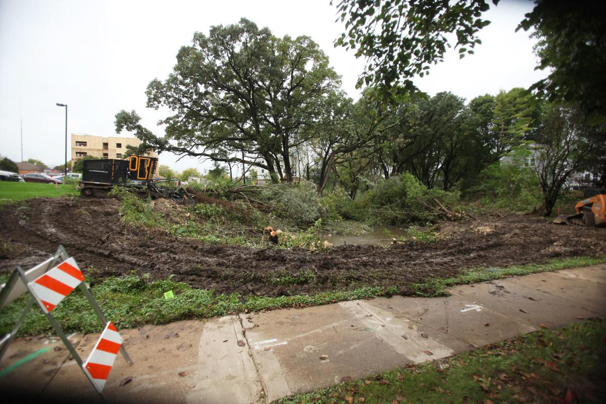 Tree Lane, trees cut
