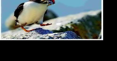 Puffin colonies make a comeback - Vimarsana News