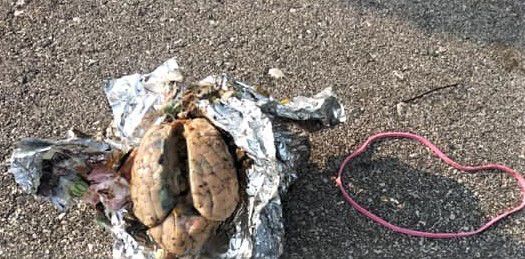Police investigating discovery of brain-like object at Myers Park