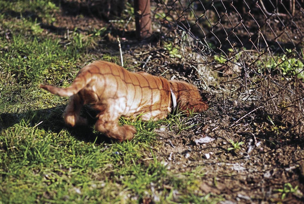 _dogs-2939691_1920_CMYK.jpg